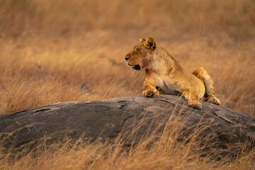 Lioness lies on low rock lifting head