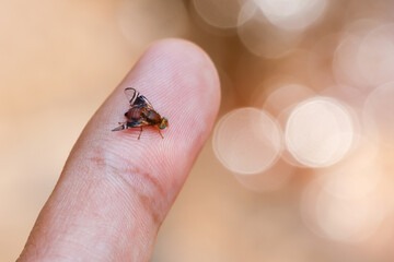 Close-up of a wild fly on the hand Wild flies have beautiful colors in their eyes. beautiful and...