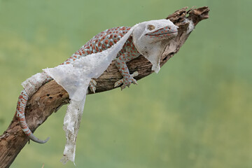 A tokay gecko is undergoing a period of molting. This reptile has the scientific name Gekko gecko.
 - obrazy, fototapety, plakaty
