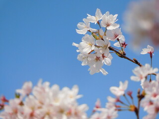 Fototapeta premium 春に咲く満開の桜と青空