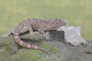 A tokay gecko is undergoing a period of molting. This reptile has the scientific name Gekko gecko.
