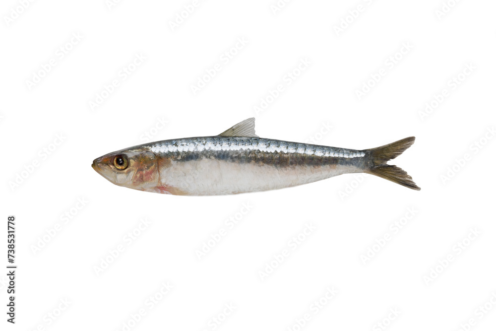 Sticker sardine isolated on white background