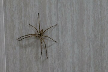 Common house spider on smooth tile floors