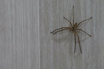 Common house spider on smooth tile floors