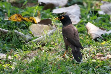 bird in the grass