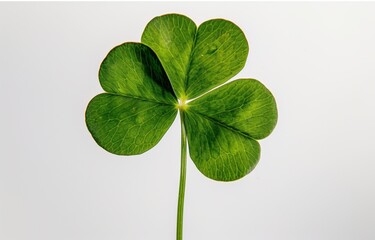 A clover in white studio lighting on a white background, featuring leaf patterns in light green and navy hues, where humor meets heart during Chinese New Year festivities.