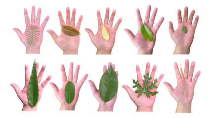 leaves on the palm of the hand isolated on transparent background, suitable for design materials	
