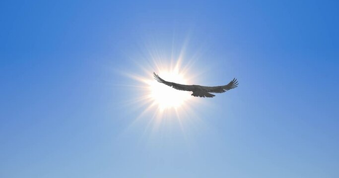 Bird flies towards the sun. Falcon soars in the clear blue sky. Symbol of freedom and independence