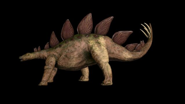 3D rotating stegosaurus dinosaur in transparent background