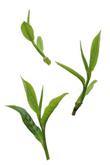 close up of fresh green tea leaves isolated on a transparent background