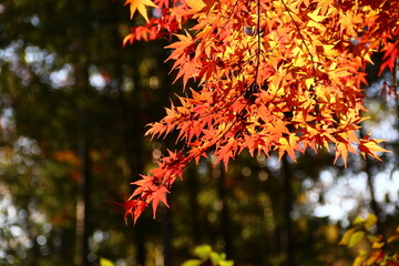 紅葉の森。世田谷旧小坂邸。