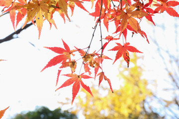 楓。光の中野紅葉。