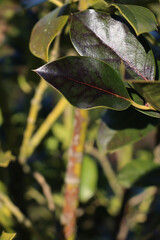 Close-up Holly bush with disease in the garden. Ilex cornuta bush with black spots on leaves