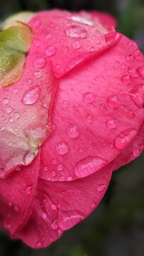 Kamelia with drops