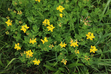 Yellow wildflower also called Bird's-foot Trefoil in the meadow. Lotus corniculatus plant in bloom on a sunny day 