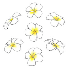 白いプルメリアのイラストセット © sokabe