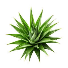 Pineapple leaves on transparent background