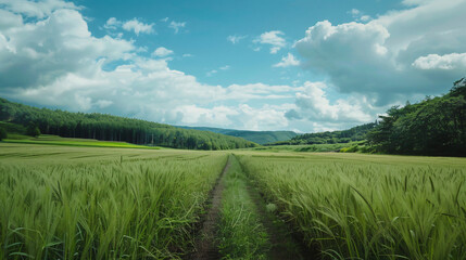 Countryside field