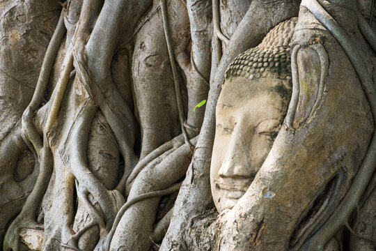 Ayutthaya,Thailand - September,17, 2023: Head of sand stone buddha in the tree roots, wat mahathat ayutthaya in thailand.