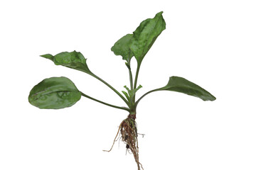 close up of parts of the herbal plant spoon leaf or Plantago major or broadleaf plantain consisting of leaves, flower stems and roots isolated on a transparent background © upen