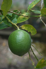 a sprig of lime