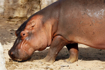 The hippopotamus, also shortened to hippo, is a large semiaquatic mammal native to sub-Saharan Africa