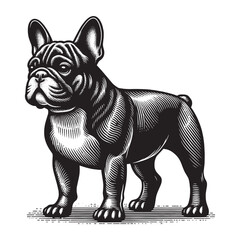 Fototapeta premium French Bulldog. Beautiful vintage engraving illustration, emblem, icon, logo, sketch. Black lines. cut out, png