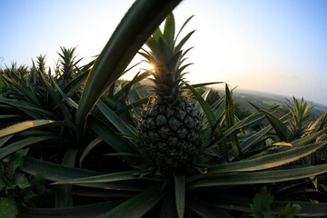 Pineapple grow on tree in garden