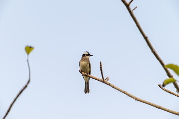 a light vented Bulbul standing on branch