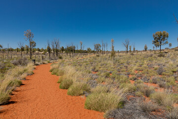 Australia - Australian outback and desert with flowers during spring season.