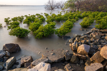 Mangrove bushes and rocks by the sea, long exposure