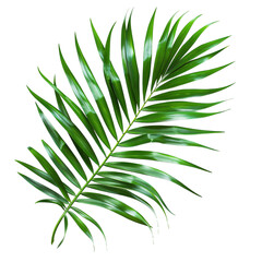 palm leaf isolated on a transparent background