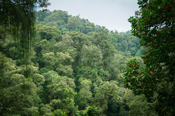 Drone view of amazing green forest with trees and bushes growing in countryside