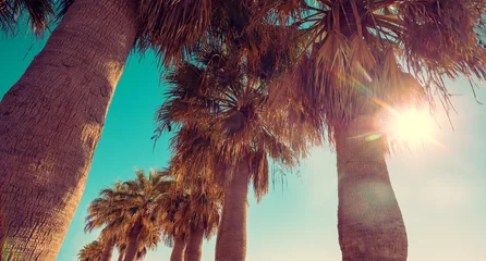 Fotobehang Palm trees against the blue sky. Palm plantation. Tropical landscape. Beautiful tropical nature © vvvita