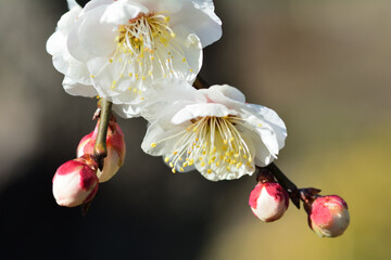 白い梅の花