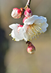 白い梅の花