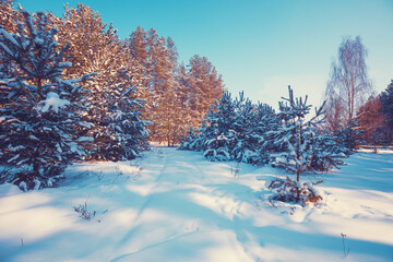 The edge of a snowy forest on a sunny winter day. Pine forest in winter