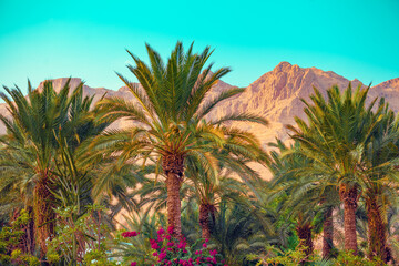 Rural landscape with palm plantation and mountains in the background. Ein Gedi, Israel