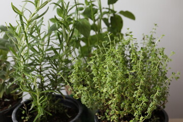 herbs in a pot