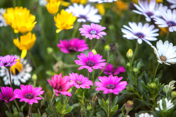 View of the aster flowers in the park