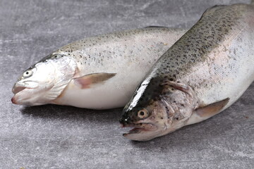 trout fish