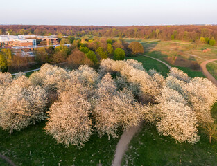 Aerial view of the cherry blossom in the Hiroshima Memorial Grove in Hannover