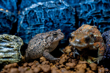 ナンブヒキガエル