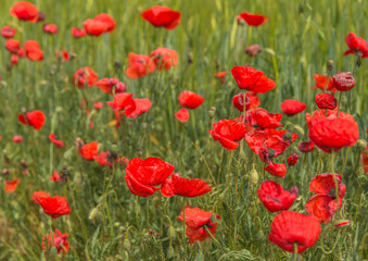 Vigoureux coquelicots printaniers aragonais à El Grado, Aragon, Espagne