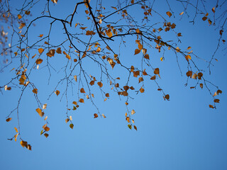 graphics of tree branches with yellow leaves against the sky
