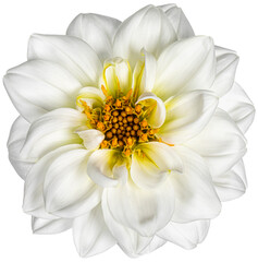 Top view of a single white Dahlia flower. Isolated cutout on transparent background.