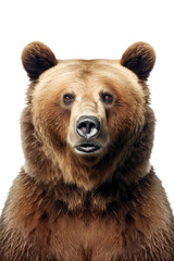 Fototapeta premium Portrait of a brown bear on a transparent background. Ursus arctos, png image