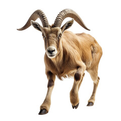 Ibex in motion isolated on transparent or white background