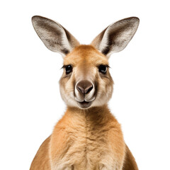 Kangaroo portrait isolated on transparent or white background