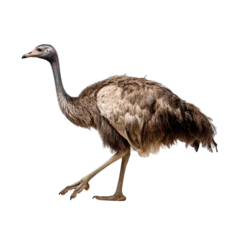 Tuinposter Full body ostrich running isolated on transparent or white background © Luckyphotos
